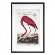 Curious Flamingo Framed Art